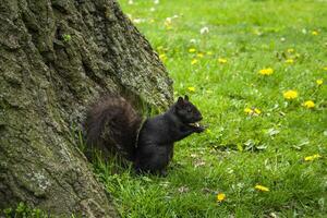 süß wenig Eichhörnchen genießen ein Snack im das Frühling foto