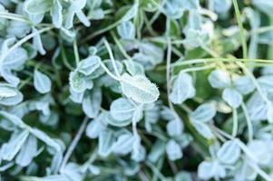 frostige Grasblätter im Herbst eingefroren foto