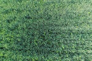 Textur von Weizen Feld. Hintergrund von jung Grün Weizen auf das Feld. Foto von das Quadrocopter. Antenne Foto von das Weizen Feld