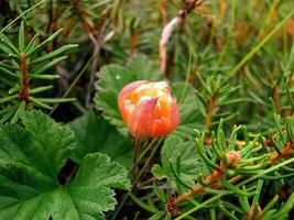 Beeren Moltebeeren im das Clearing. Tundra Beeren. foto