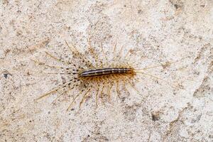 das Fliegenschnäpper. scutigera Coleoptrata. Tausendfüßler Fliegenschnäpper, Insekt Raubtier foto