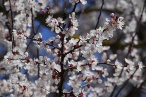 Aprikose Blumen auf Baum Geäst. Frühling blühen Garten. foto