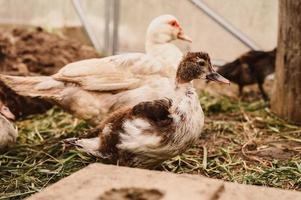 Moschus- oder Indo-Ente auf einer Farm im Hühnerstall foto