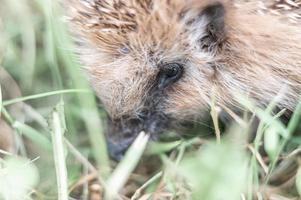 Tier kleiner Igel foto