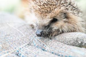 Tier kleiner Igel foto