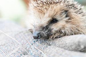 Tier kleiner Igel foto