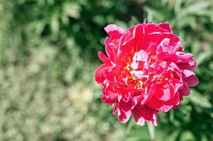 rosa Pfingstrose Blütenkopf in voller Blüte auf einem Hintergrund von verschwommenen grünen Blättern foto