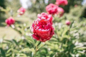 rosa Pfingstrose Blütenkopf in voller Blüte auf einem Hintergrund von verschwommenen grünen Blättern foto