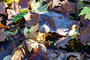 Fotografie zu Thema groß schön giftig Pilz im Wald auf Blätter Hintergrund foto