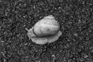 große Gartenschnecke im Gehäuse kriecht auf nasser Straße, beeil dich nach Hause foto