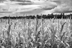 Fotografie zum Thema Big Corn Farm Field für die Bio-Ernte foto