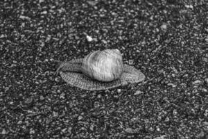 große Gartenschnecke im Gehäuse kriecht auf nasser Straße, beeil dich nach Hause foto