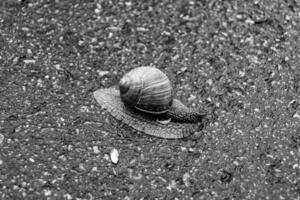 große Gartenschnecke im Gehäuse kriecht auf nasser Straße, beeil dich nach Hause foto