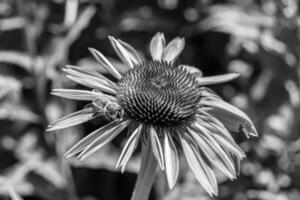 schöne wilde Blume geflügelte Biene auf der Hintergrundlaubwiese foto