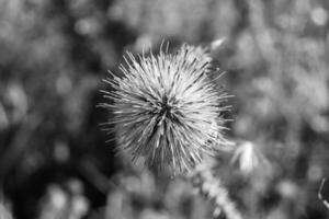 schöne wachsende Blumenwurzel Klettendistel auf Hintergrundwiese foto