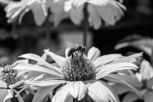 schöne wilde Blume geflügelte Biene auf der Hintergrundlaubwiese foto