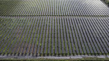 Solar- Leistung Bauernhof von Drohne Ansicht, grün Energie Technologie foto