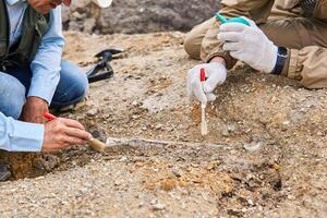 Paläontologen haben entdeckt ein Fossil im das Wüste Nahansicht foto