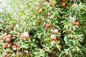 Apfel Obstgarten. Reihen von Bäume und das Obst von das Boden unter das Bäume foto