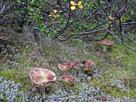 essbar Pilze im das Wald Wurf. Pilze im das Wald-t foto