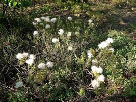 Weiß Blumen auf ein Wiese im das Tundra. Sommer- im das Tundra. foto