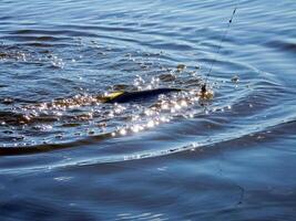 Angeln zum Pike. Angeln im das Fluss. Angeln zum Pike. foto