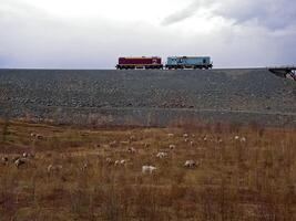 das Rentier grasen in der Nähe von das Eisenbahn. Diesel Lokomotive auf das ra foto