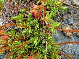 Blumen und Gras von das Tundra im Sommer- foto