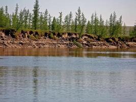 Fluss Landschaft. Nord Rentier im Sommer- Wald. das Himmel, GR foto