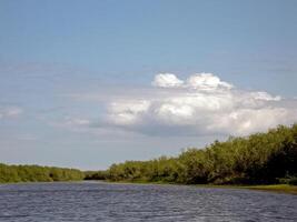 Fluss Landschaft. Nord Rentier im Sommer- Wald. das Himmel, GR foto