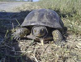 Sumpfschildkröte. das Schildkröte kriecht auf ein Gras im Suche von Stauseen foto