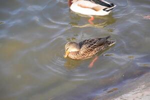 Enten Schwimmen im das Teich. wild Stockente Ente. Drakes und Frauen foto