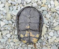 das Schildkröte Lügen Kopf Nieder auf das zurück. gewöhnliche Fluss Schildkröte von gemäßigt Breitengrade. das Schildkröte ist ein uralt Reptil. foto