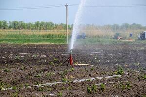 Bewässerung System im Feld von Melonen. Bewässerung das Felder. Sprinkler foto