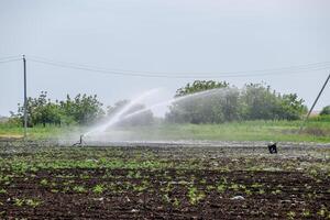 Bewässerung System im Feld von Melonen. Bewässerung das Felder. Sprinkler foto