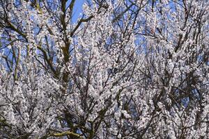 Aprikose Blumen auf Baum Geäst. Frühling blühen Garten. foto