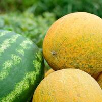 reif Melone und Wassermelone das Neu Ernte. foto