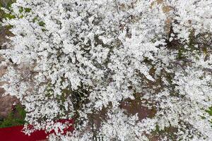 Blühen Kirsche Pflaume. Weiß Blumen von Pflaume Bäume auf das Geäst von ein Baum. Frühling Garten. foto