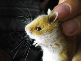 Hamster im Hand. Hamster halt das Kratzer. Hamster gehaltenen mit Finger foto