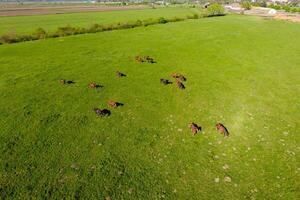 Weiden lassen Pferde auf das Feld. Schießen Pferde von Quadrocopter. foto