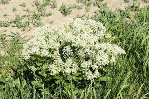 Feld Weiß klein Blumen. Frühling blühen Wiesen. foto