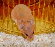 Hamster Zuhause im behalten im Gefangenschaft. Hamster Laufen Rad. rot Hamster foto