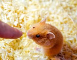 Hamster schnüffeln Mensch Finger. foto