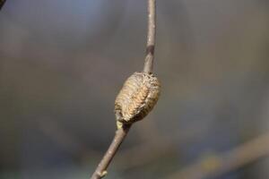 ootheca Gottesanbeterin auf das Geäst von ein Baum. das Eier von das Insekt gelegt im das Kokon zum das Winter sind gelegt. ooteca auf ein Ast von Haselnuss foto