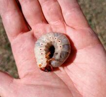 Nashorn Käfer, Nashorn Käfer Larven im ein mans Hand. groß Käfer Larve foto