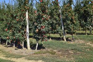 Apfel Obstgarten. Reihen von Bäume und das Obst von das Boden unter das Bäume foto