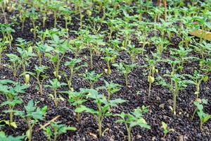 Sämlinge von Tomate. wachsend Tomaten im das Gewächshaus foto