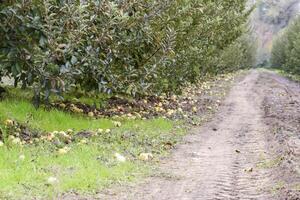 Apfel Obstgarten. Reihen von Bäume und das Obst von das Boden unter t foto