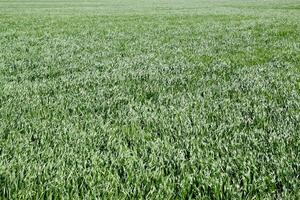 jung Weizen Grün auf das Feld, Hintergrund Textur von Gras. foto