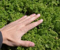 ein Hand ist streicheln das Gras. Liebe von Natur. Frühling Freude foto